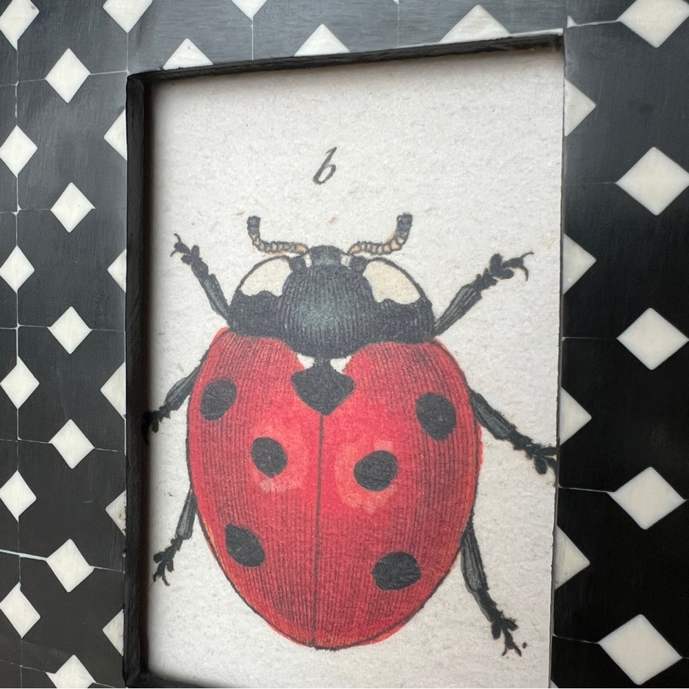 JOHN DERIAN Ladybug Framed Art Print Shell Lattice Geo Modern Folk Craft Style